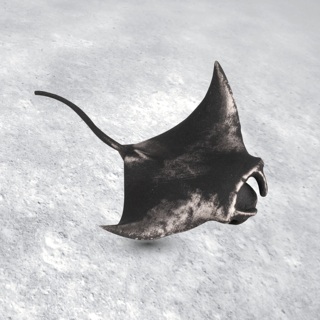 3D Motiv Manta aus Titan