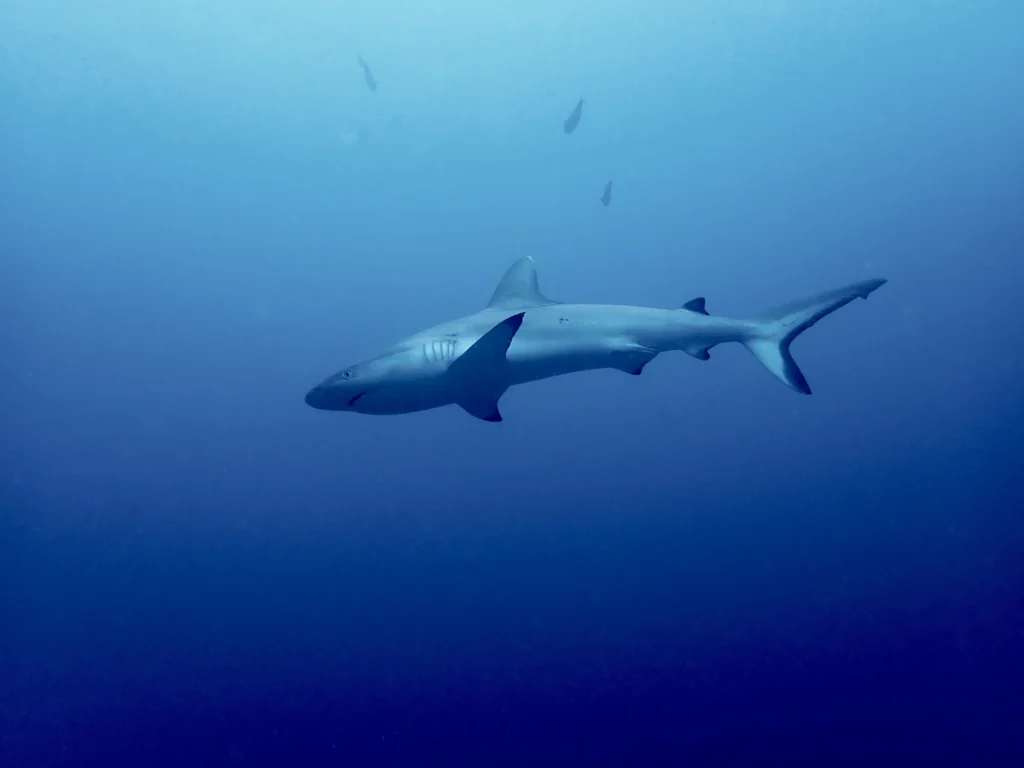 Sharkprojekt