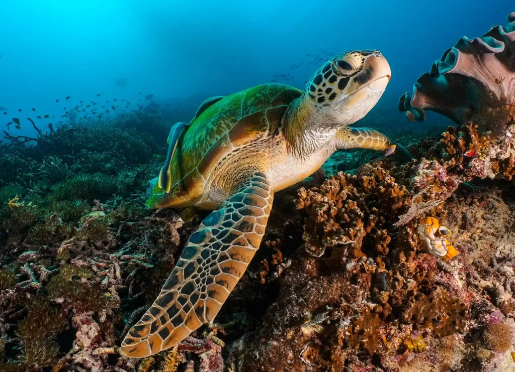 Schöne Schildkröte