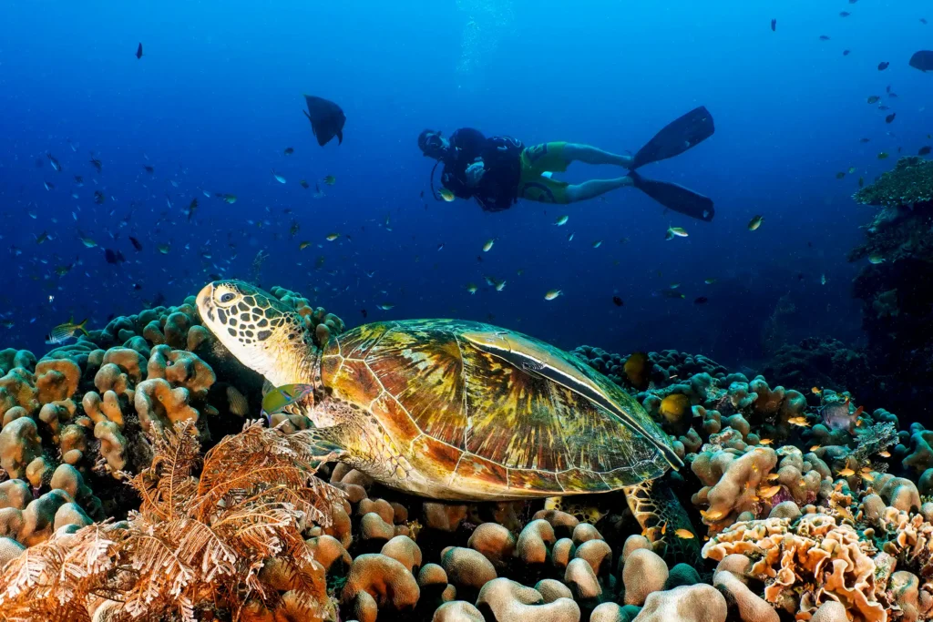 Wasserschildkröte mit Taucher im Meer
